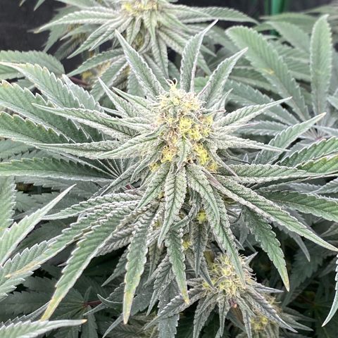 Key Lime Madness  growlog timeline photo