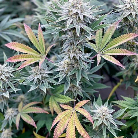 Key Lime Madness  growlog timeline photo