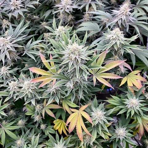 Key Lime Madness  growlog timeline photo