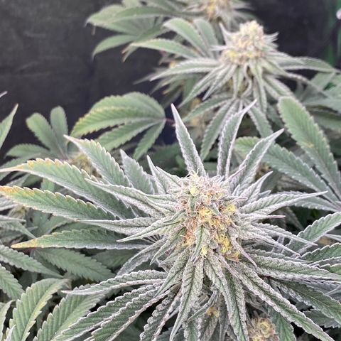 Key Lime Madness  growlog timeline photo