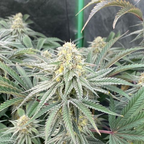 Key Lime Madness  growlog timeline photo