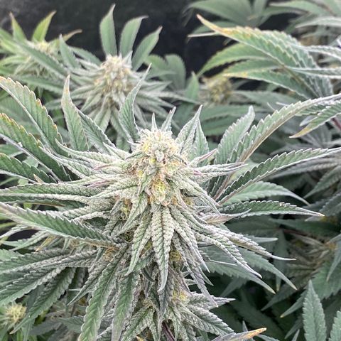 Key Lime Madness  growlog timeline photo