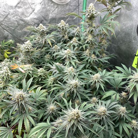 Key Lime Madness  growlog timeline photo