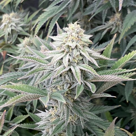 Key Lime Madness  growlog timeline photo