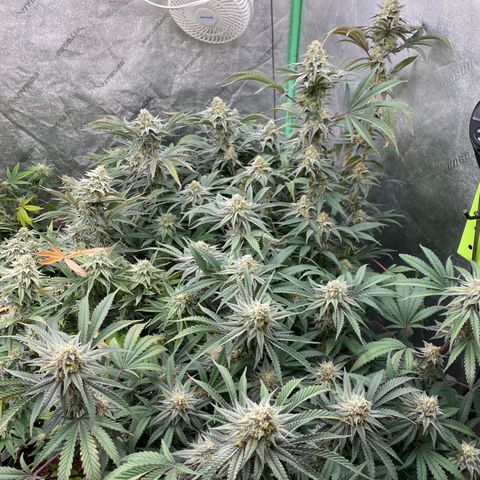 Key Lime Madness  growlog timeline photo