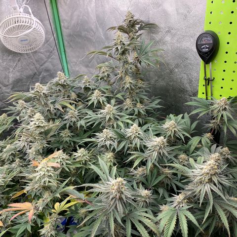 Key Lime Madness  growlog timeline photo