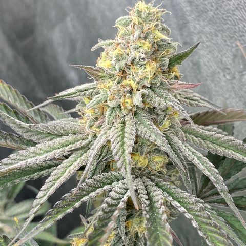 Key Lime Madness  growlog timeline photo
