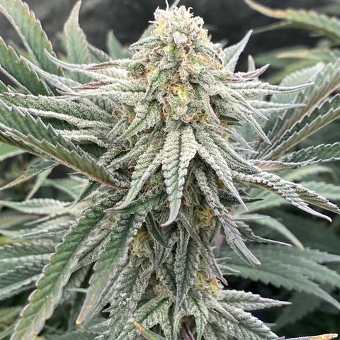 Key Lime Madness  growlog timeline photo