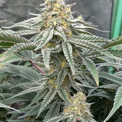 Key Lime Madness  growlog timeline photo