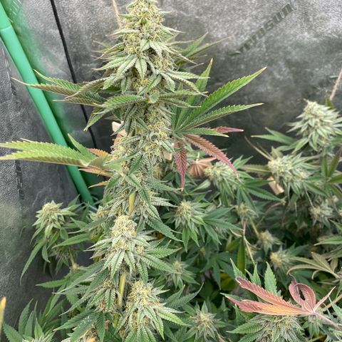 Key Lime Madness  growlog timeline photo