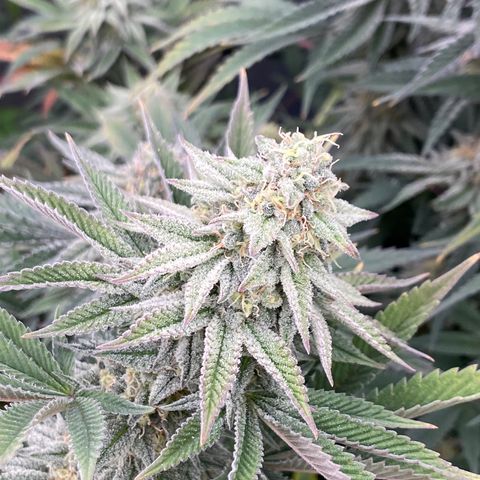 Key Lime Madness  growlog timeline photo