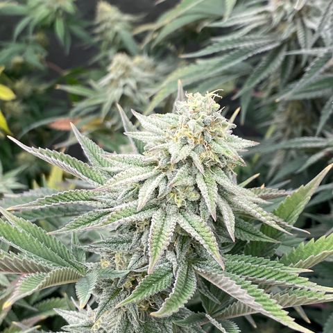 Key Lime Madness  growlog timeline photo