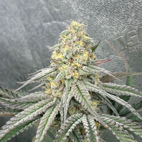 Key Lime Madness  growlog timeline photo