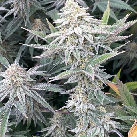 Key Lime Madness  growlog timeline photo