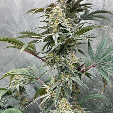 Key Lime Madness  growlog timeline photo