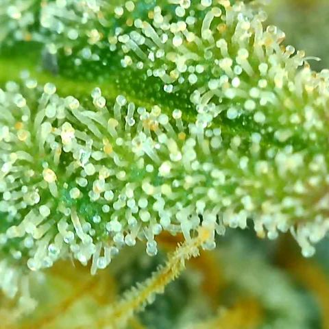 Key Lime Madness  growlog timeline photo
