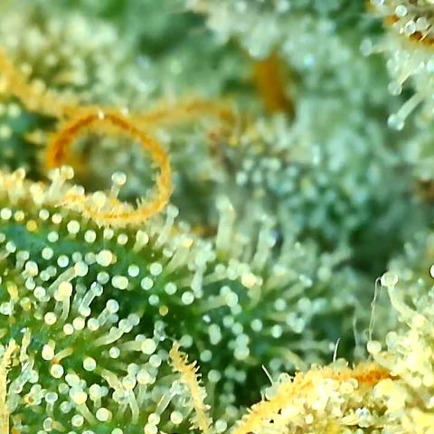 Key Lime Madness  growlog timeline photo