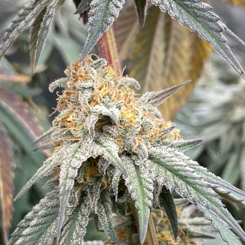 Key Lime Madness  growlog timeline photo