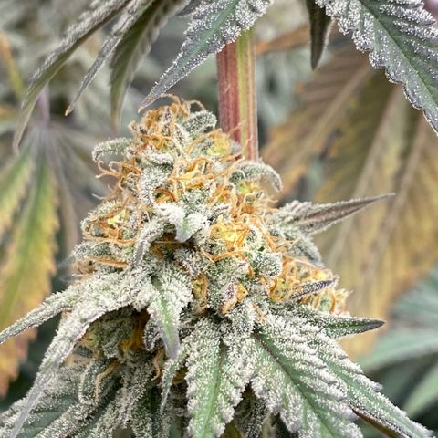Key Lime Madness  growlog timeline photo