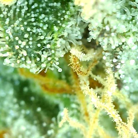 Key Lime Madness  growlog timeline photo