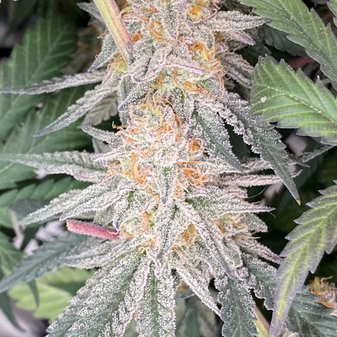 Key Lime Madness  growlog timeline photo