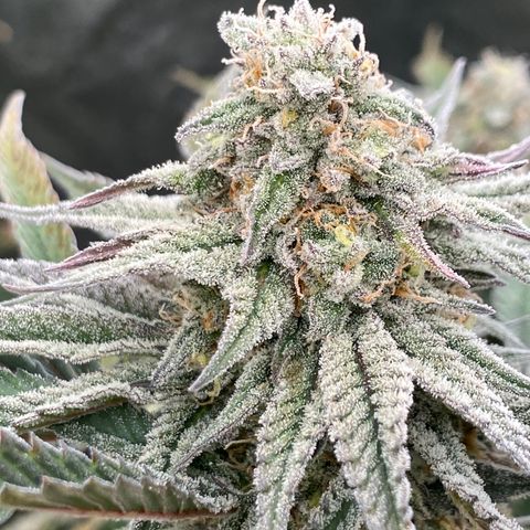 Key Lime Madness  growlog timeline photo