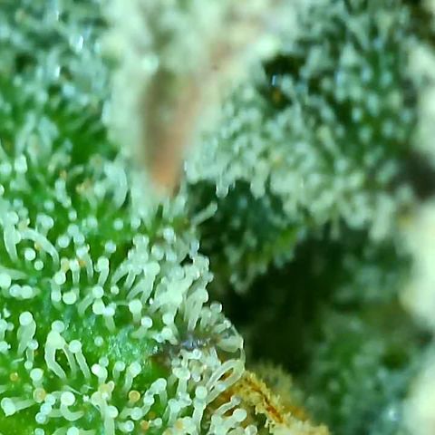 Key Lime Madness  growlog timeline photo