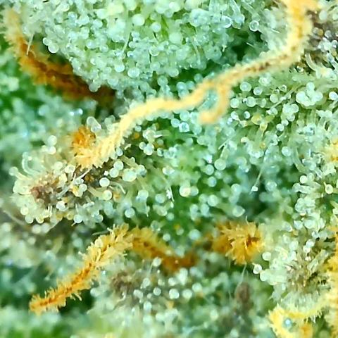 Key Lime Madness  growlog timeline photo