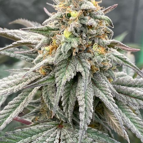 Key Lime Madness  growlog timeline photo