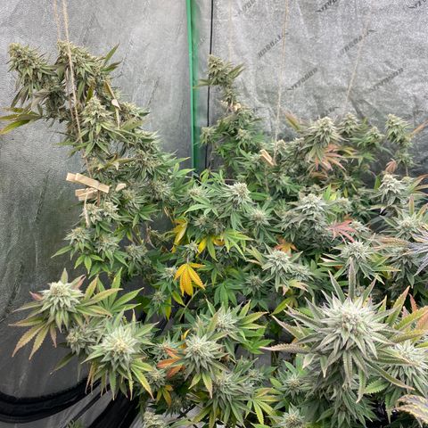 Key Lime Madness  growlog timeline photo