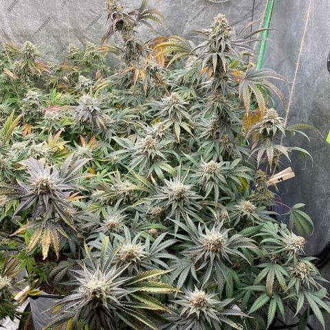 Key Lime Madness  growlog timeline photo