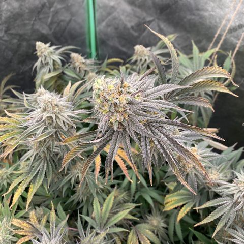Key Lime Madness  growlog timeline photo