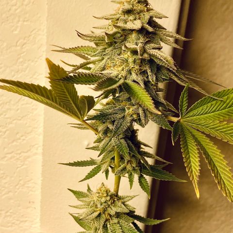 Key Lime Madness  growlog photo: Tester branch 