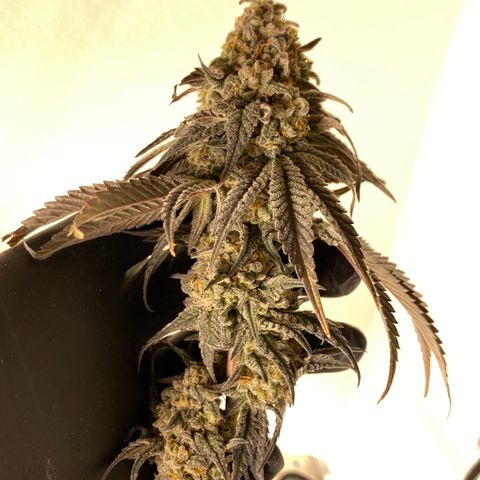 Key Lime Madness  growlog timeline photo