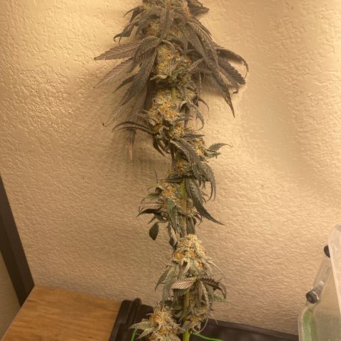 Key Lime Madness  growlog timeline photo