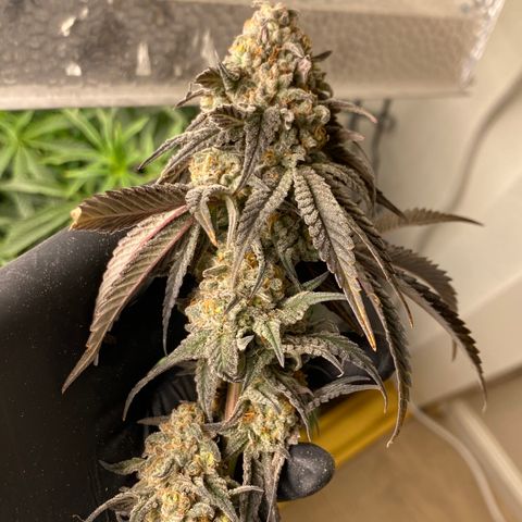 Key Lime Madness  growlog timeline photo