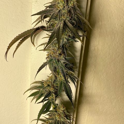 Key Lime Madness  growlog timeline photo