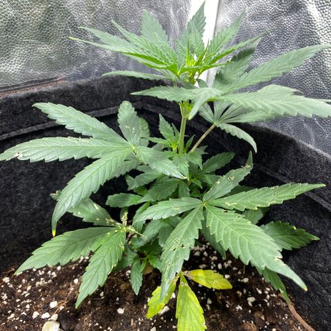 AutoBrooklyn Sunrise growlog photo: Riego con microorganismos (myco juice) -> hongos micorrizas, baterías y actinomicetos.
Riego con hungry Roots ~> Bioestimulante de raíces