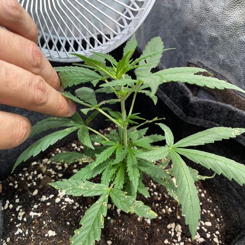 AutoBrooklyn Sunrise growlog photo: Riego con microorganismos (myco juice) -> hongos micorrizas, baterías y actinomicetos.
Riego con hungry Roots ~> Bioestimulante de raíces