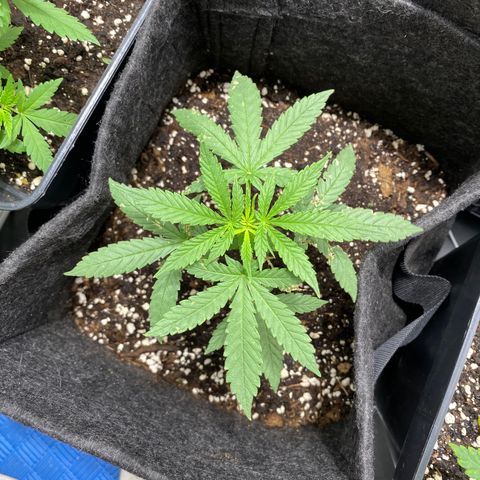 AutoBrooklyn Sunrise growlog photo: Riego con microorganismos (myco juice) -> hongos micorrizas, baterías y actinomicetos.
Riego con hungry Roots ~> Bioestimulante de raíces