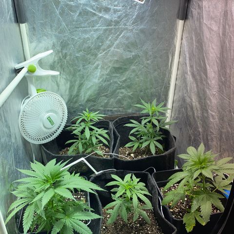 AutoBrooklyn Sunrise growlog timeline photo