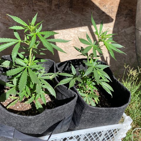 AutoBrooklyn Sunrise growlog timeline photo