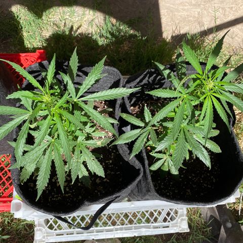AutoBrooklyn Sunrise growlog timeline photo