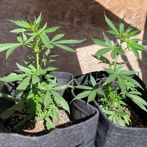 AutoBrooklyn Sunrise growlog timeline photo
