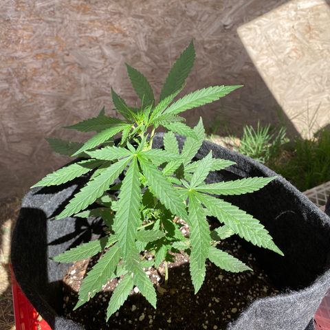 AutoBrooklyn Sunrise growlog timeline photo