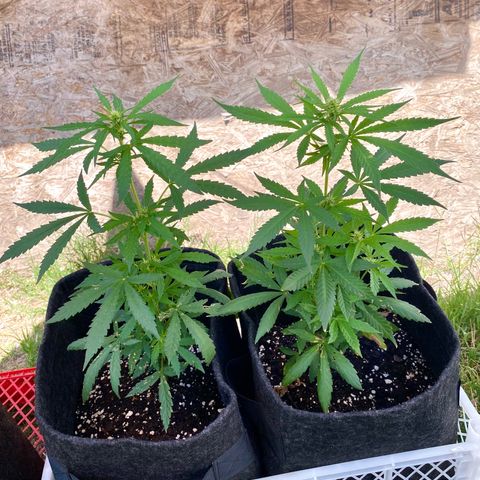 AutoBrooklyn Sunrise growlog timeline photo