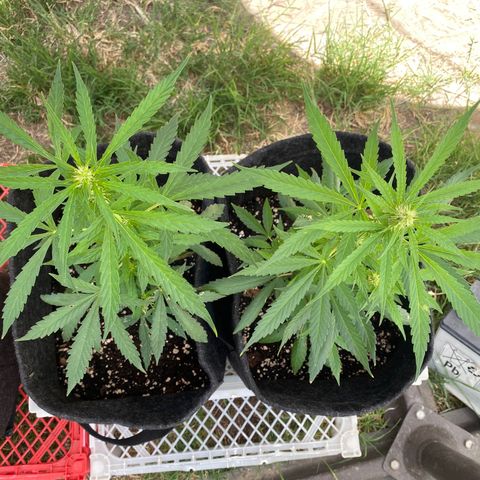 AutoBrooklyn Sunrise growlog timeline photo