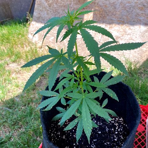 AutoBrooklyn Sunrise growlog timeline photo