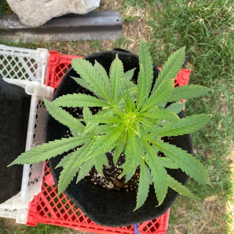 AutoBrooklyn Sunrise growlog timeline photo