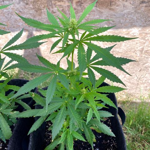 AutoBrooklyn Sunrise growlog timeline photo